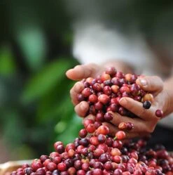 Nescafé Dolce Gusto Cappuccino Capsules - 90 Koffiecups -Rogers Coffee Service Winkel 1190x1200 2