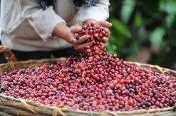 Nescafé Gold Espresso Oploskoffie - 6 Potten à 100 Gram -Rogers Coffee Service Winkel 1200x798 6