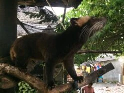 Kopi Luwak Koffie. 35 Gram Ongemalen Bonen. Direct Trade. Single Origin. The Original By Rich.Exclusive. 18 Kopi Luwak Koffie. 35 Gram Ongemalen Bonen. Direct Trade. Single Origin. The Original By Rich.Exclusive. -Rogers Coffee Service Winkel 1200x900 2